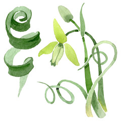 Albuca canadensis floral botanical flowers. Watercolor background set. Isolated albuca illustration element.