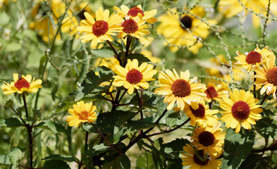 Magnifique floraison estivale d'héliopsis rugueuse ou faux-hélianthe | Heliopsis helianthoides