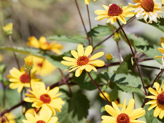 Magnifique floraison estivale d'héliopsis rugueuse ou faux-hélianthe | Heliopsis helianthoides