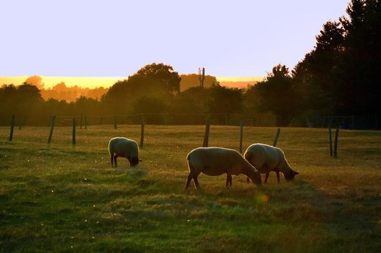 Moutons broutant dans une prairie &agrave; la tomb&eacute;e du soir