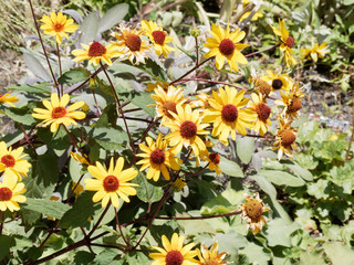 Heliopsis helianthoides | Héliopsis rugueuse ou faux-hélianthe aux pétales simples jaune or et orange avec un disque central bombé et marron rouge sur de hautes tiges rougeâtre