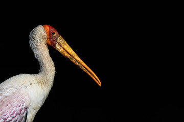 Ansichten eines afrikanischen Storches