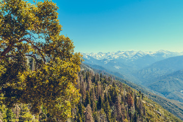 Sequoia National Park in California, USA