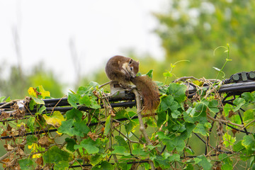 The hoist is looking for food on the power line.