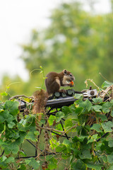 The hoist is looking for food on the power line.