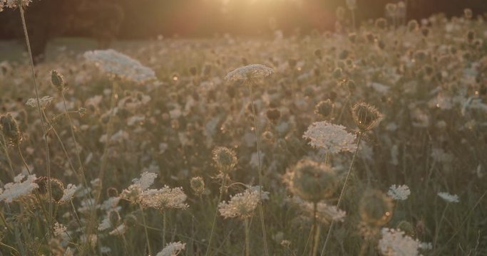 Natural yarrow field with sunset in the background, Slovenia
