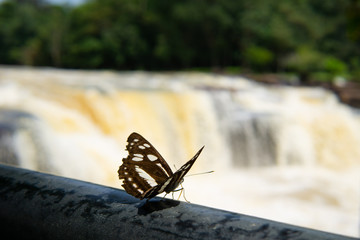 Fototapeta na wymiar Butterfly forest in the middle of the waterfall.