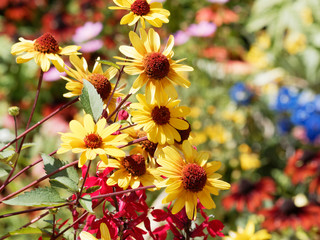 Heliopsis helianthoides | Héliopsis rugueuse ou faux-hélianthe aux pétales simples jaune or et...