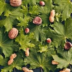 Maple Tree Leave