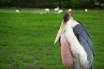 The big bird is in the middle of the lawn.