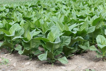 Tobacco plants in a field