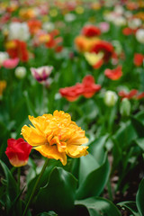 One Big, sunny yellow orange tulip with lots of frilly petals among colorful tulips in the flower garden, arboretum. Flower vertical banner. Sun Lover Tulip variety.