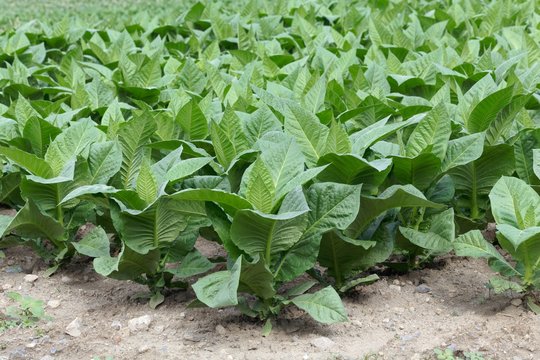 Tobacco plants in a field