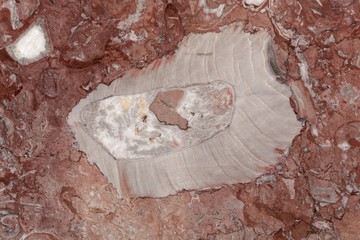 Surface of a red limestone with large fossil fragments