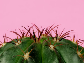 Drought-resistant cactus plant on a pink background