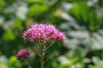 Common adenostyles flower plant in dolomites