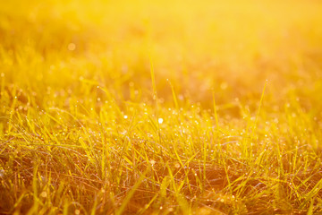 Fresh green grass with dew drops in the sunset golden soft sunshine. Summer nature background.