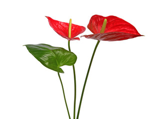 Fleurs d'Anthurium rouge	