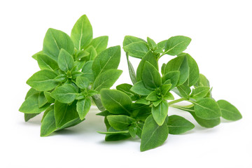 Green Leafs of fresh young Basil isolated on white Background, Basil Herb Leaves isolated, top View