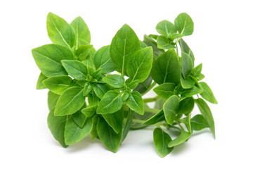 Green Leafs of fresh young Basil isolated on white Background, Basil Herb Leaves isolated, top View