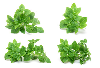 Green Leafs of fresh young Basil isolated on white Background, Basil Herb Leaves isolated, top View