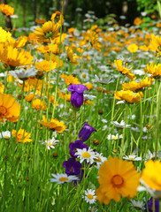Gazon fleuri de campanule, coreopsis et marguerites