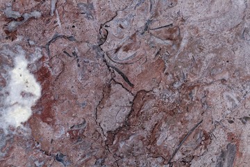 Surface of a red limestone with large fossil fragments