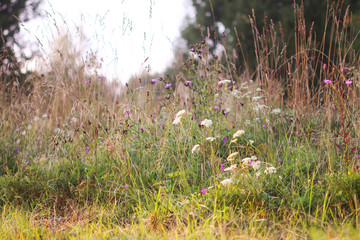 Wildflowers in summer fields bloom in the countryside. 