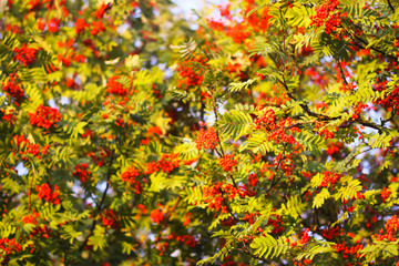 Bright ripe Rowan berries illuminated by the sunset sun beams