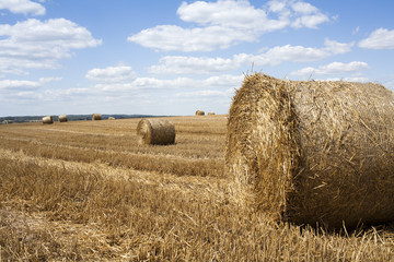 bele słomy na polu po żniwach © qrrr