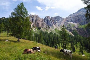 Latemar mountain in the Dolomites, Italy