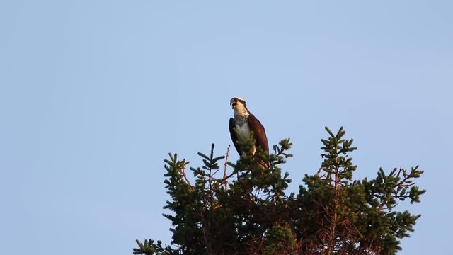 balbuzard p&ecirc;cheur