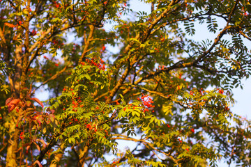 Fototapeta na wymiar Bright ripe Rowan berries illuminated by the sunset sun beams