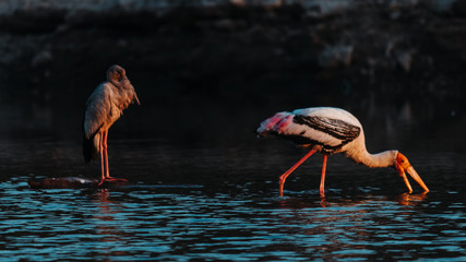 Painted stork standing in the water of the lake with its beak under water