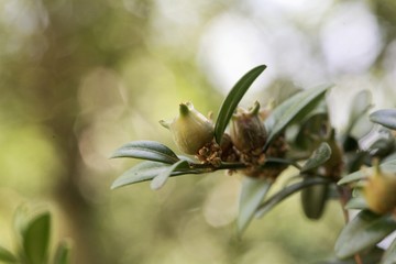 Fruits of a common box, Buxus sempervirens.