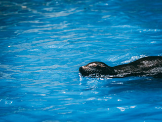 Fototapeta premium Robbe