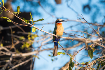 African Bee Eater Bird Sitting