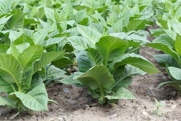Tobacco plants in a field