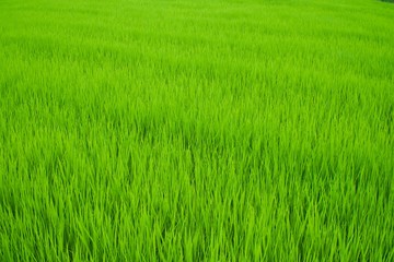 夏の稲