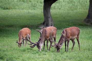 Red Deer stags grazing on grassland in Surrey