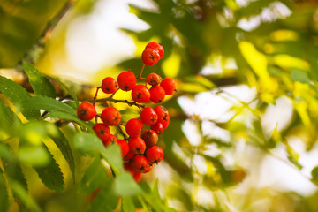 Bright ripe Rowan berries illuminated by the sunset sun beams