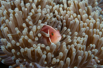 Amazing underwater world - Skunk Anemoneﬁsh - Amphiprion akallopisos . Nemo fish in anemone house. Diving, underwater photography. Tulamben, Bali, Indonesia.