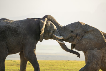 Kämpfende Elefantern in der Steppe Südafrikas