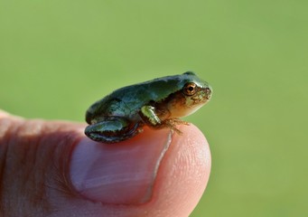 The gray treefrog (Hyla versicolor) is native frog of Unites states and Canada