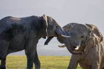 Naklejka na ściany i meble Kämpfende Elefantern in der Steppe Südafrikas