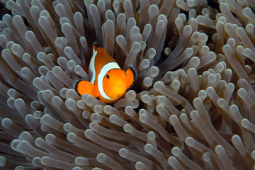 Amazing underwater world - Western Anemonefish - Amphiprion ocellaris. Nemo fish in anemone house. Tulamben, Bali, Indonesia. 