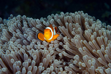 Amazing underwater world - Western Anemonefish - Amphiprion ocellaris. Nemo fish in anemone house. Tulamben, Bali, Indonesia. 
