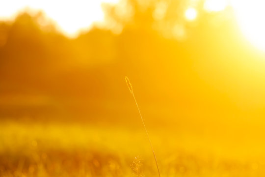 Fresh green grass with dew drops in the sunset golden soft sunshine. Summer nature background.