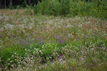 Meadow flowers and grass on a summer day