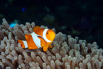 Amazing underwater world - Western Anemonefish - Amphiprion ocellaris. Nemo fish in anemone house. Tulamben, Bali, Indonesia. 